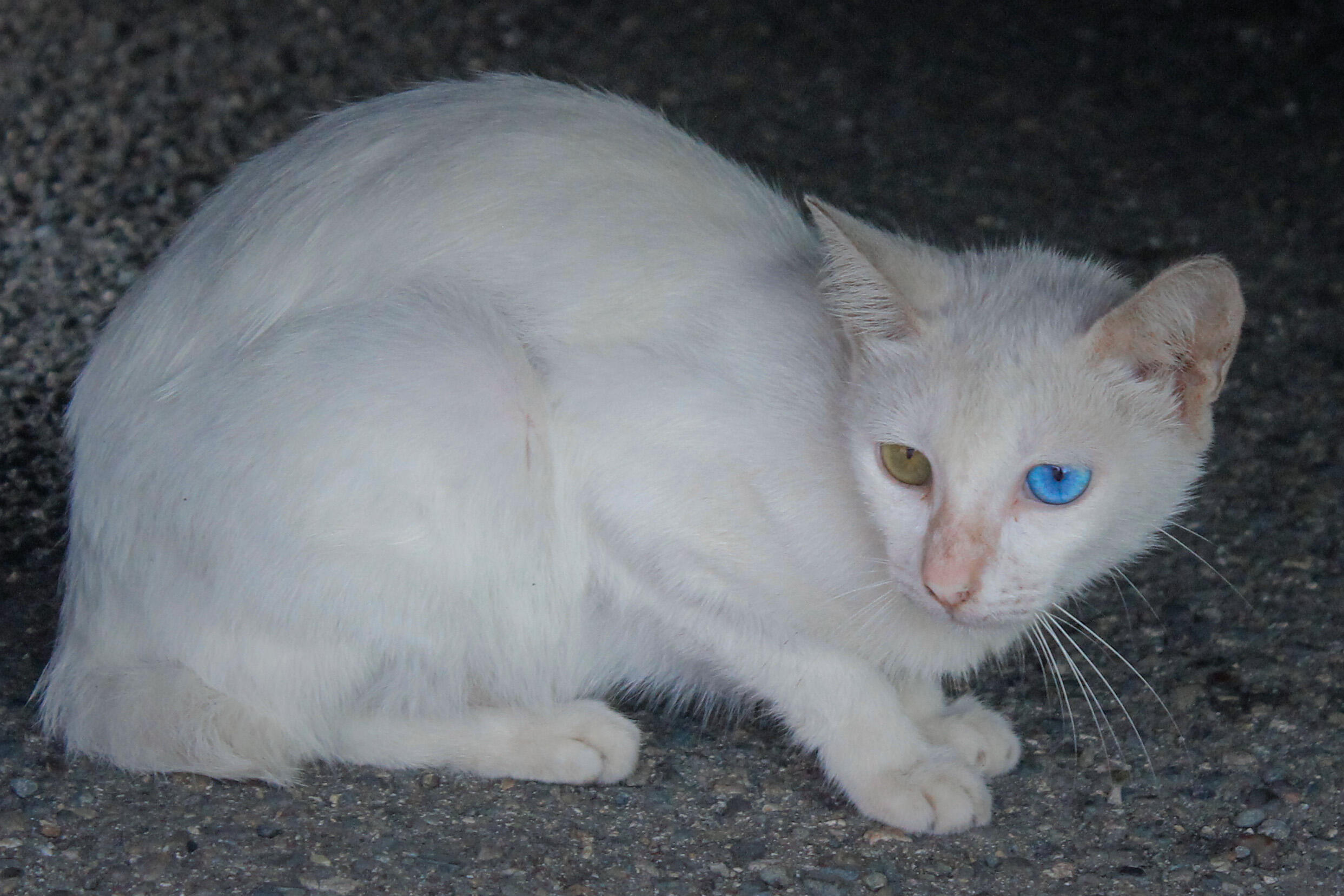 f/5.6, ISO-1200, 55 mm, 1/200 sec