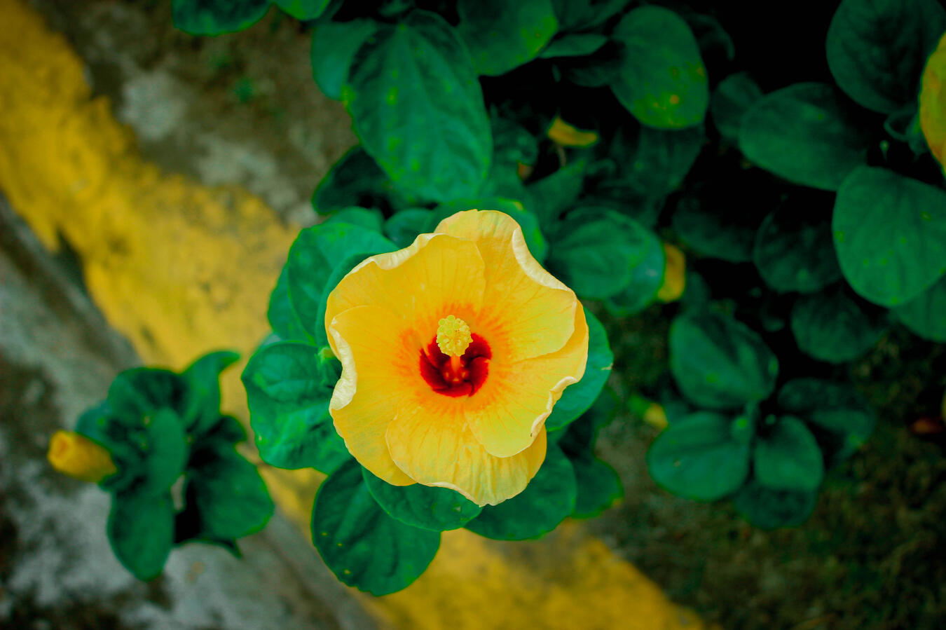f/5, ISO-100, 39 mm, 1/100 sec