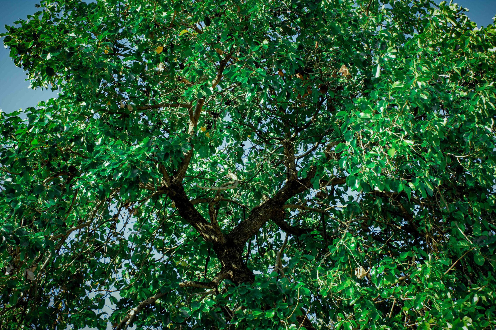 f/5.6, ISO-100, 30 mm, 1/80 sec