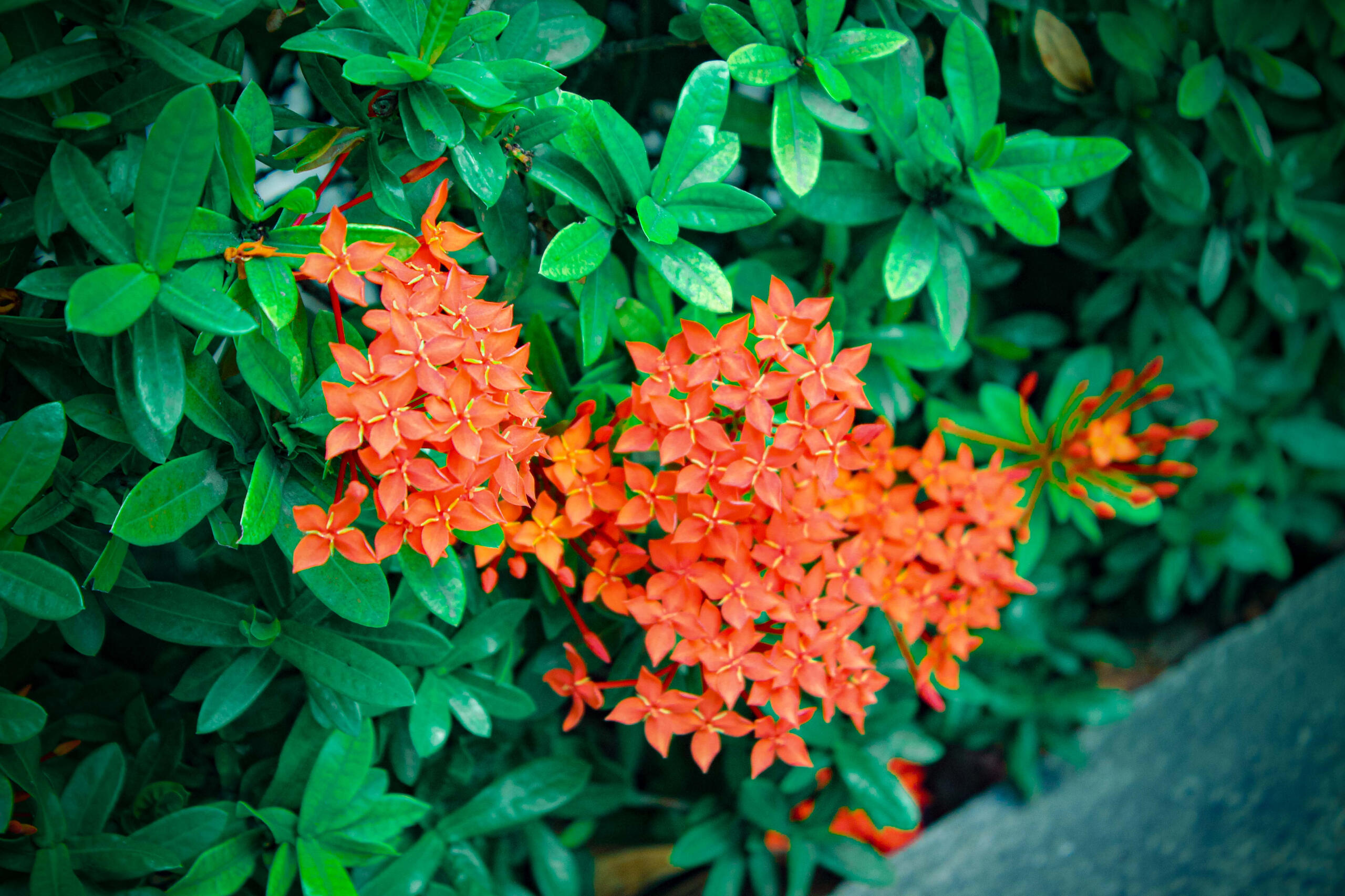 f/5.6, ISO-500, 55 mm, 1/100 sec